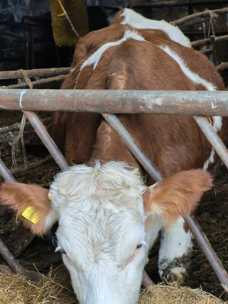 PED SIM HF+AA BULL CALF+EXTENSION FOR KVERNELAND S - Image 3