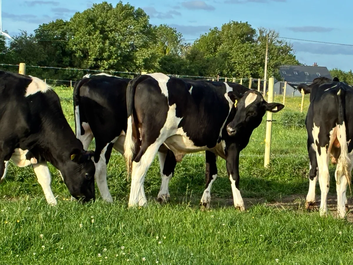 8 friesian bullocks for sale - Image 2