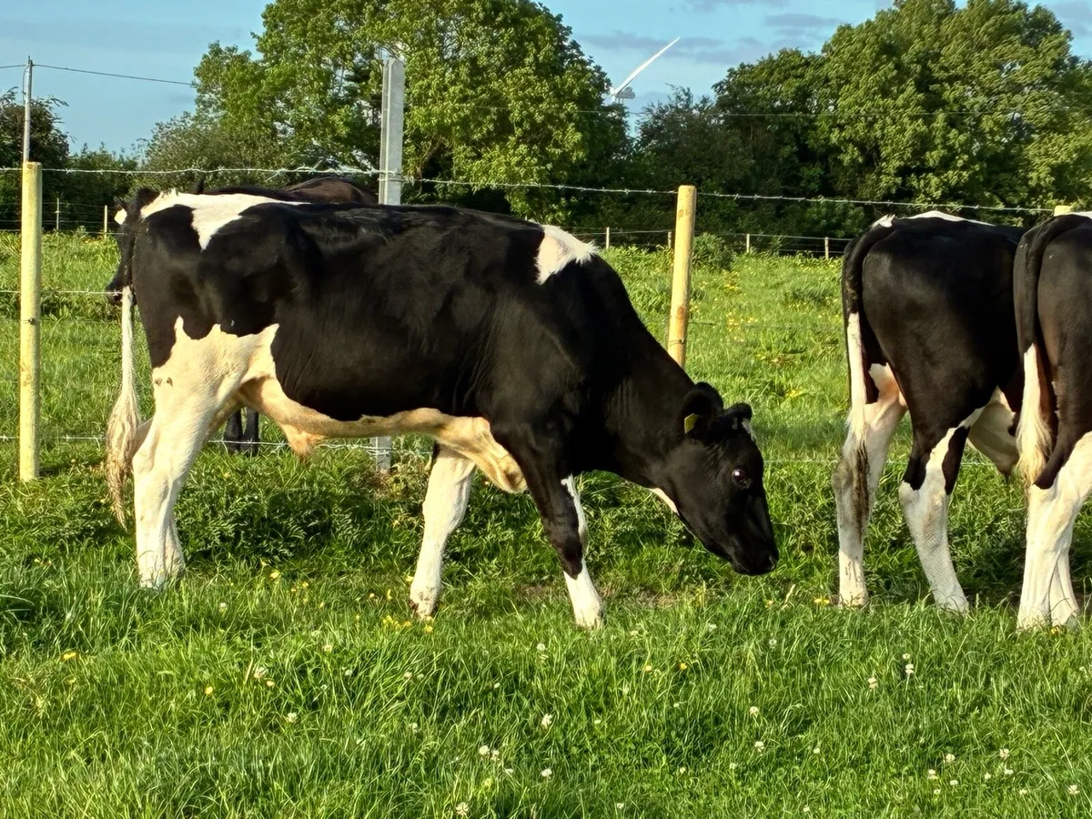 8 friesian bullocks for sale - Image 4