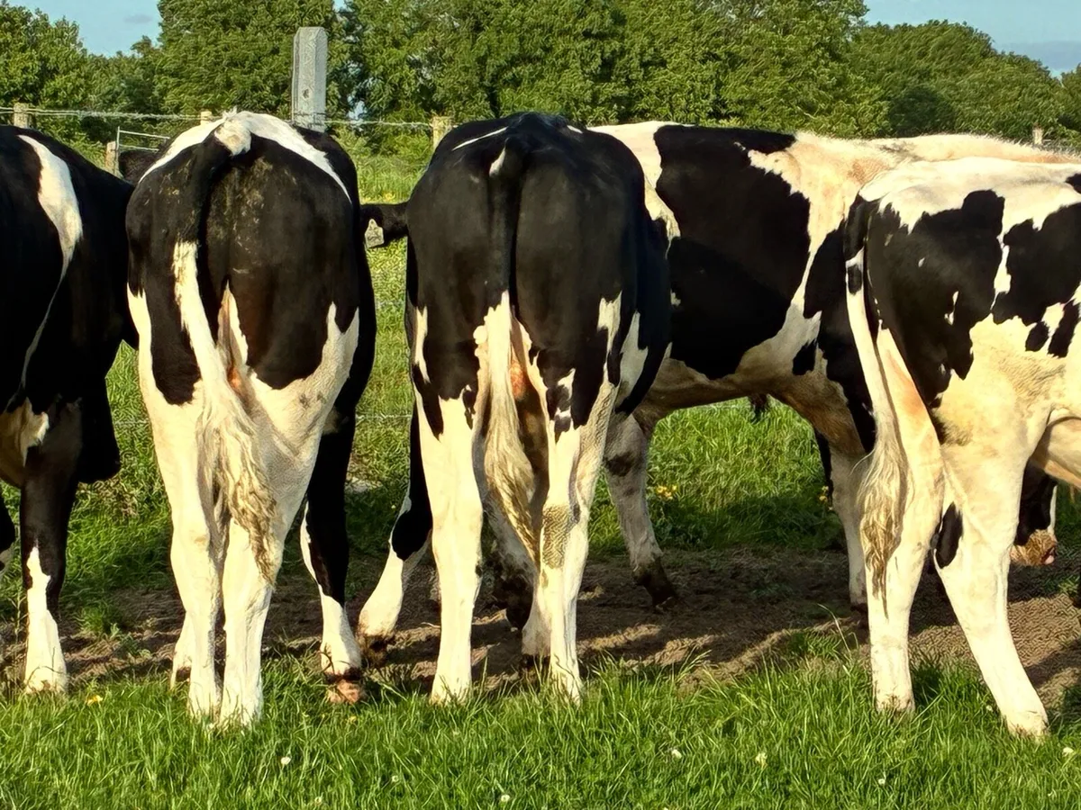 8 friesian bullocks for sale - Image 3