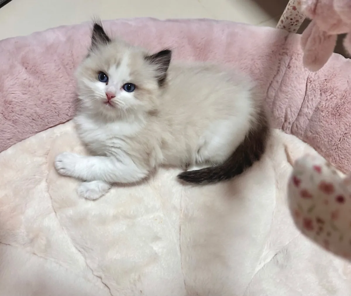 ✨ Purebred TICA Registered Ragdoll Kittens ✨ - Image 3