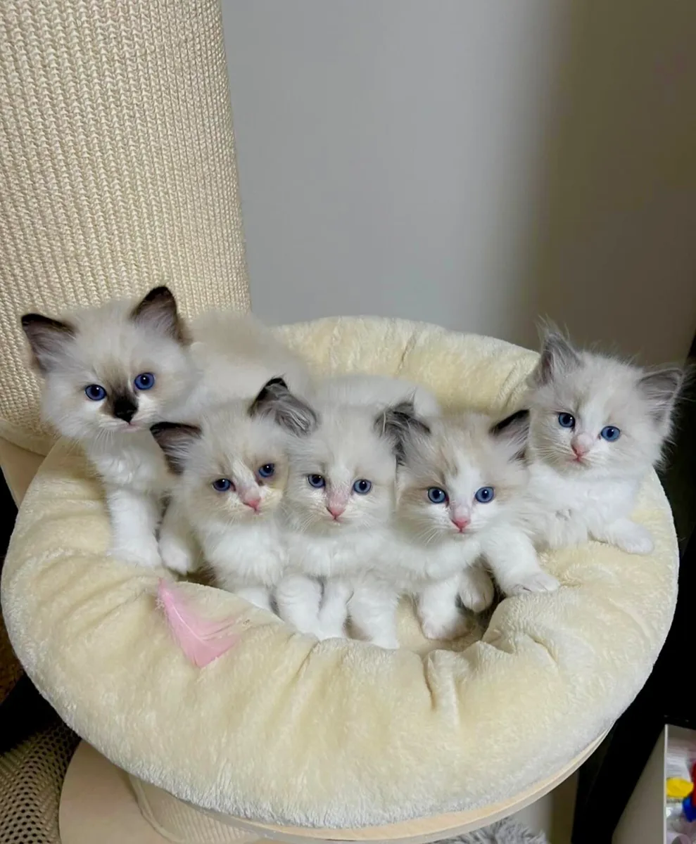 ✨ Purebred TICA Registered Ragdoll Kittens ✨ - Image 1