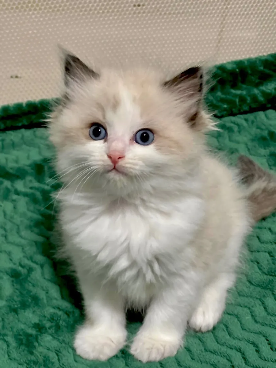 ✨ Purebred TICA Registered Ragdoll Kittens ✨ - Image 2