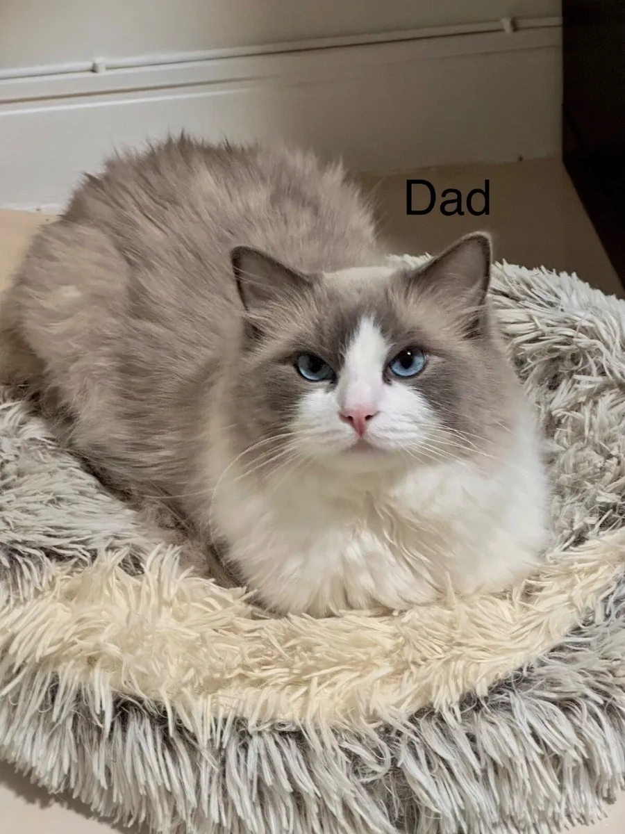 ✨ Purebred TICA Registered Ragdoll Kittens ✨ - Image 4