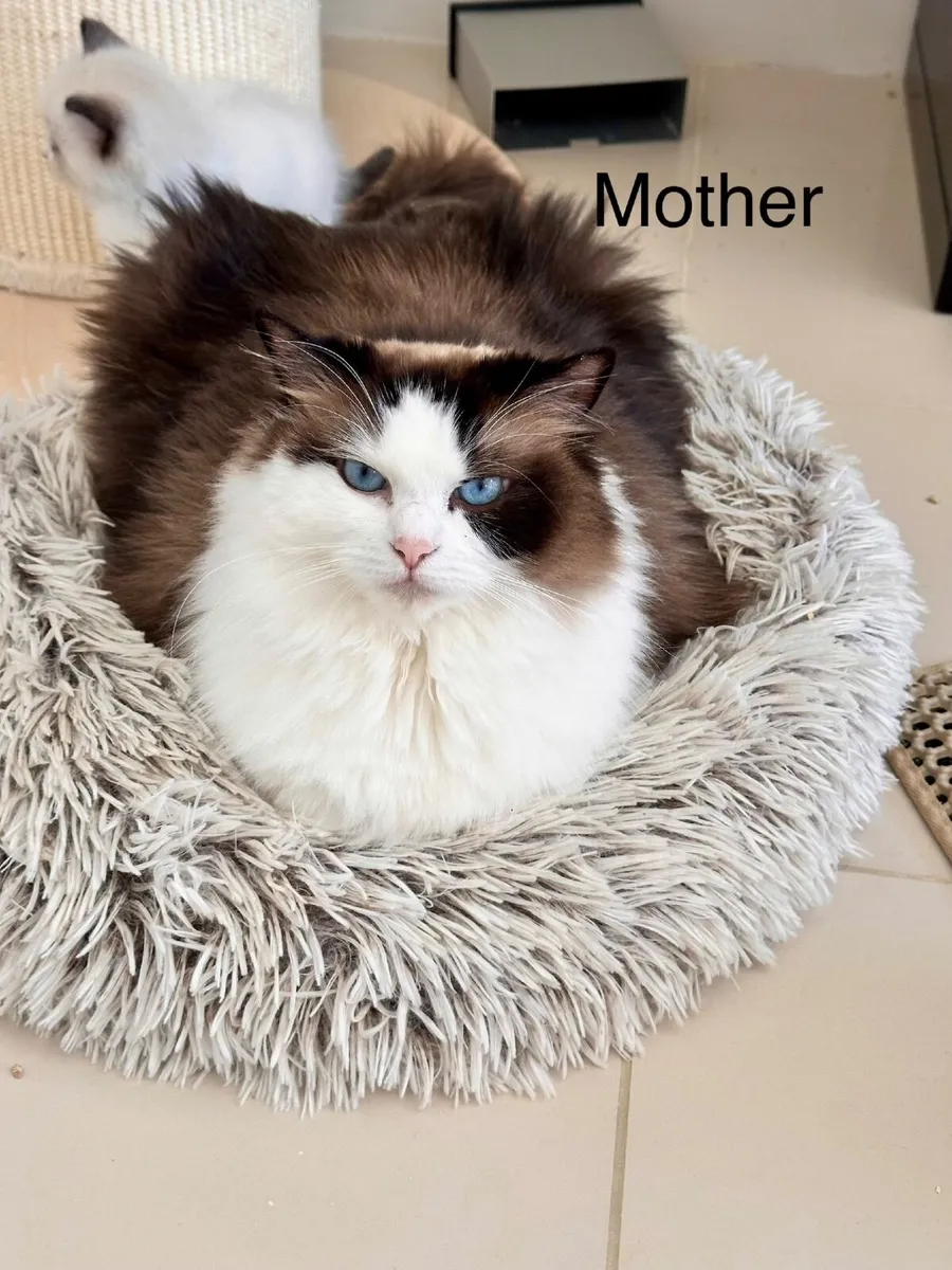 ✨ Purebred TICA Registered Ragdoll Kittens ✨ - Image 3