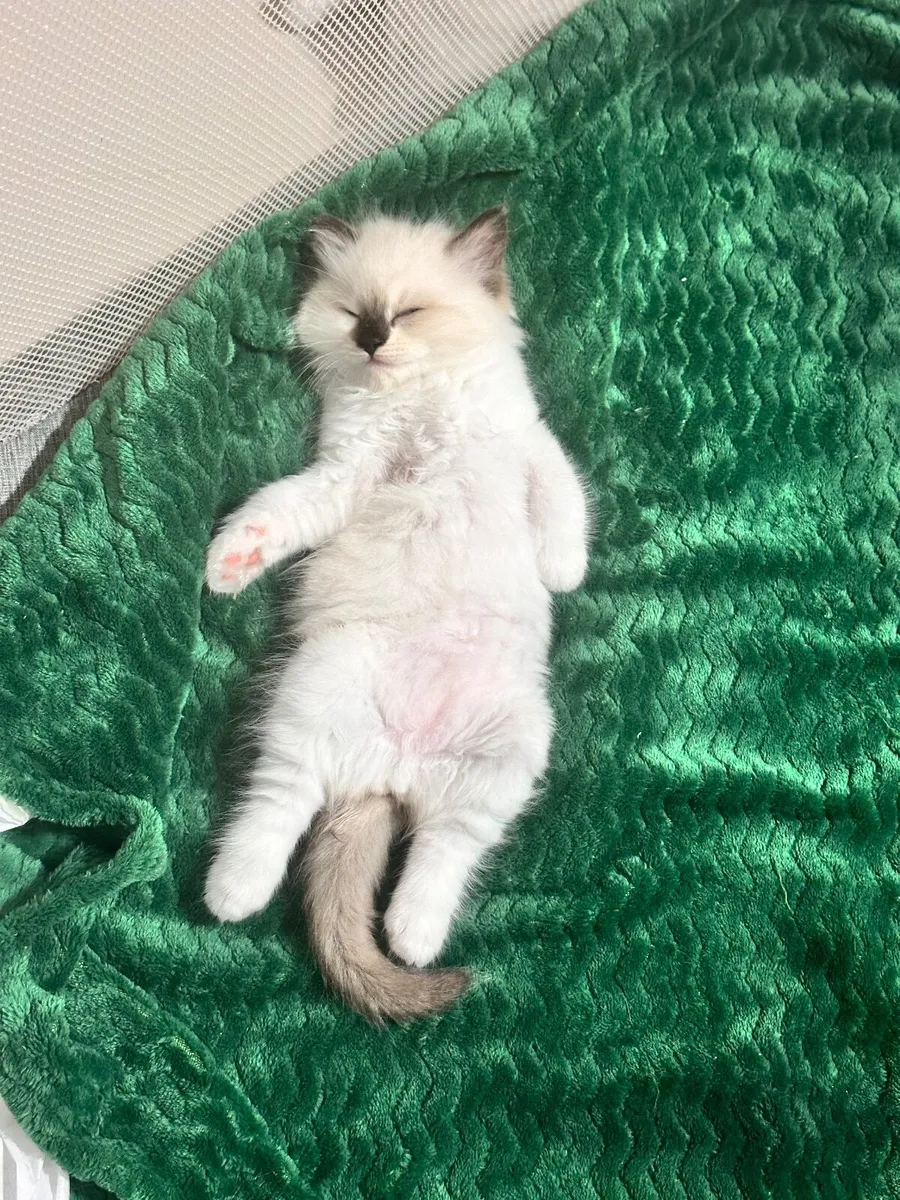 ✨ Purebred TICA Registered Ragdoll Kittens ✨ - Image 4