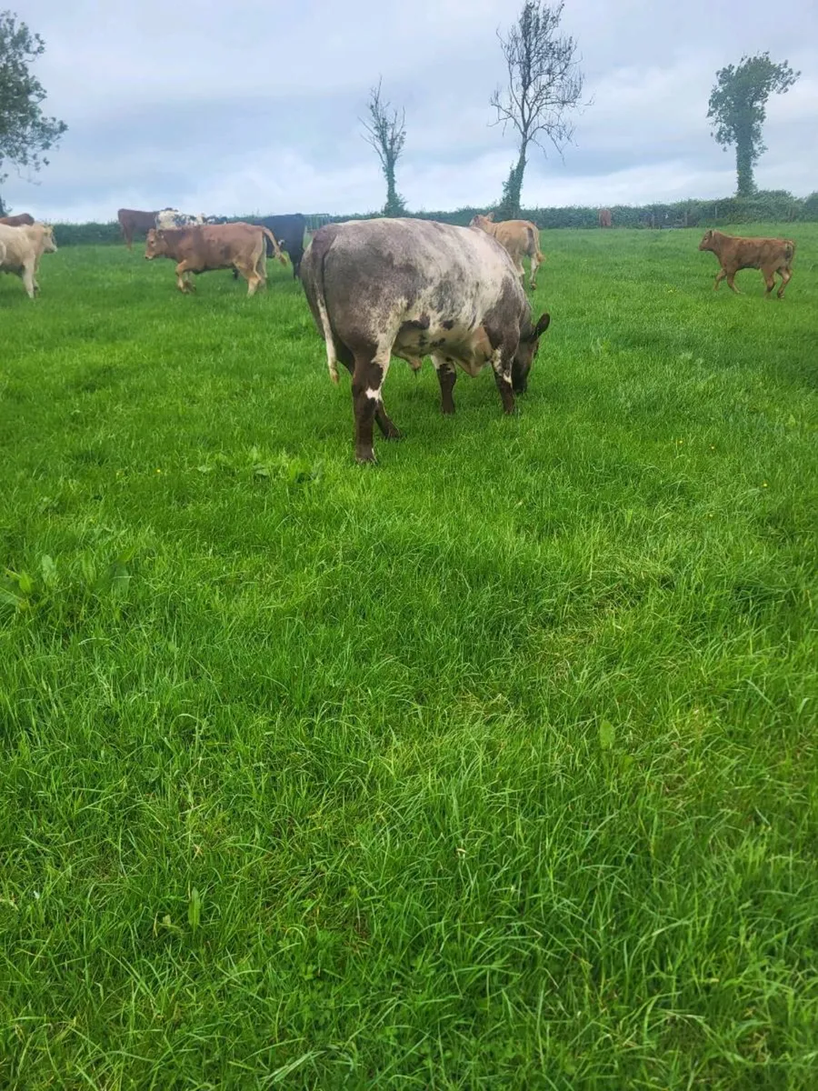 Bull - Image 2