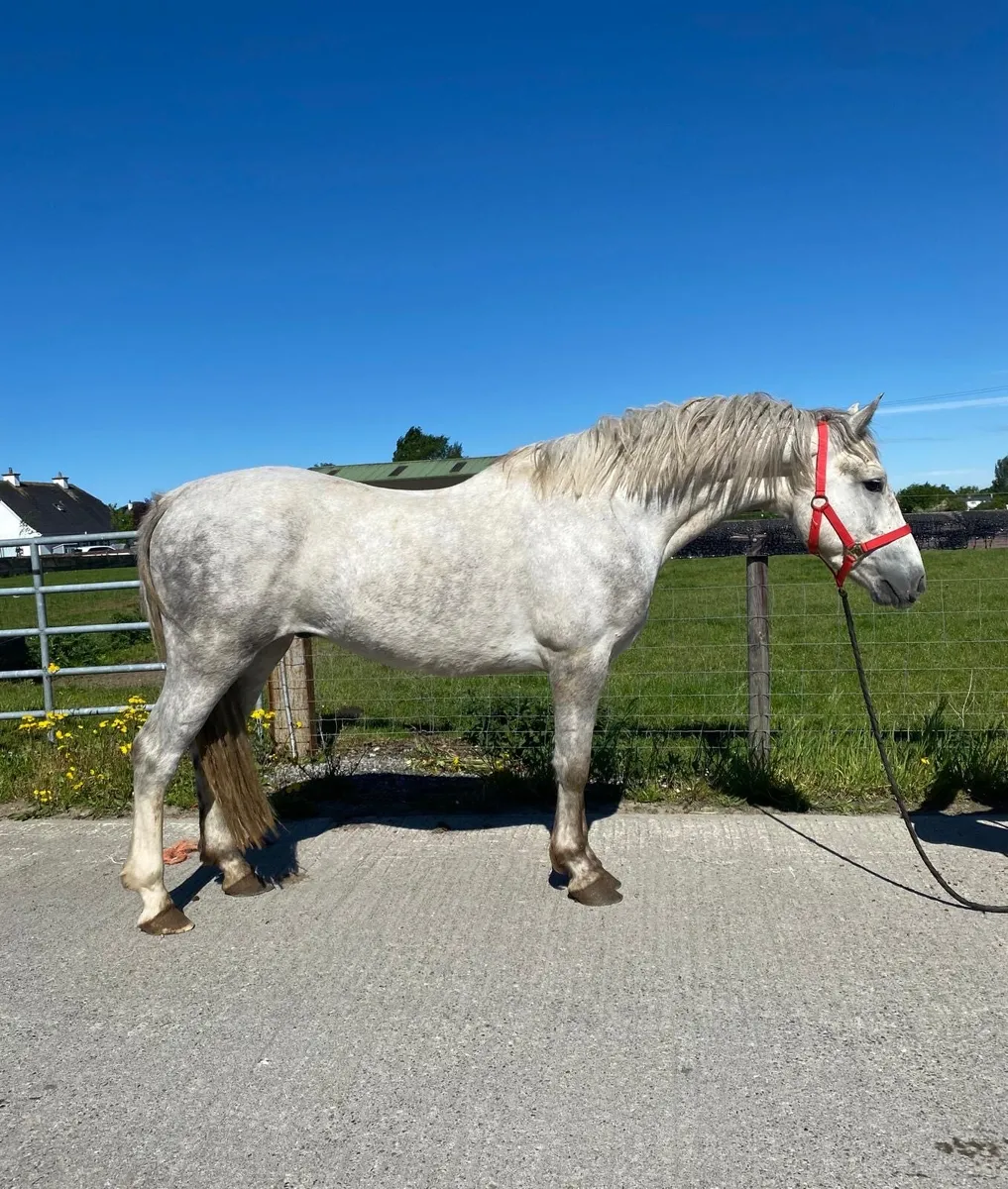 3 year old Conamara gelding - Image 1