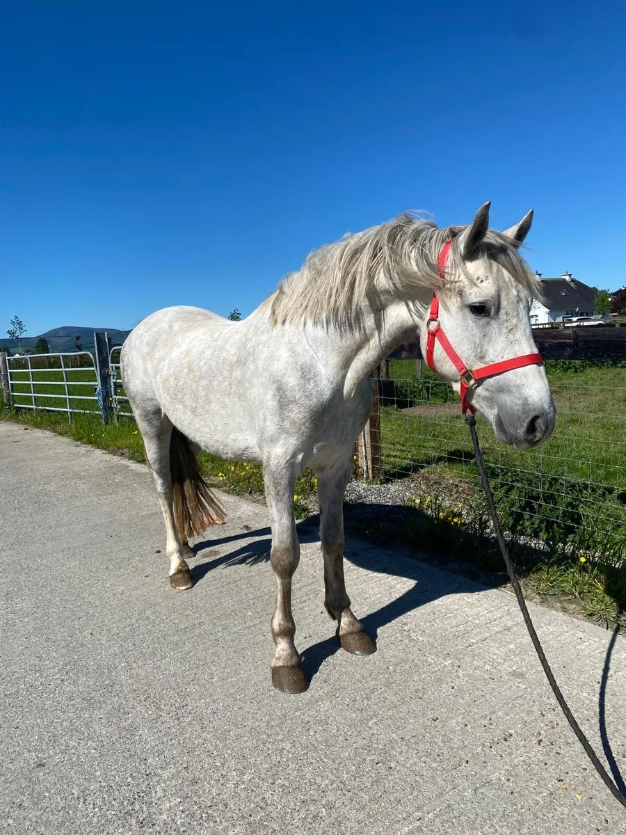 3 year old Conamara gelding - Image 2