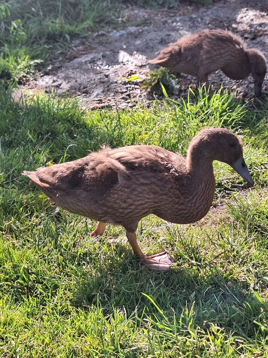 Khaki Campbell Ducklings - Image 2