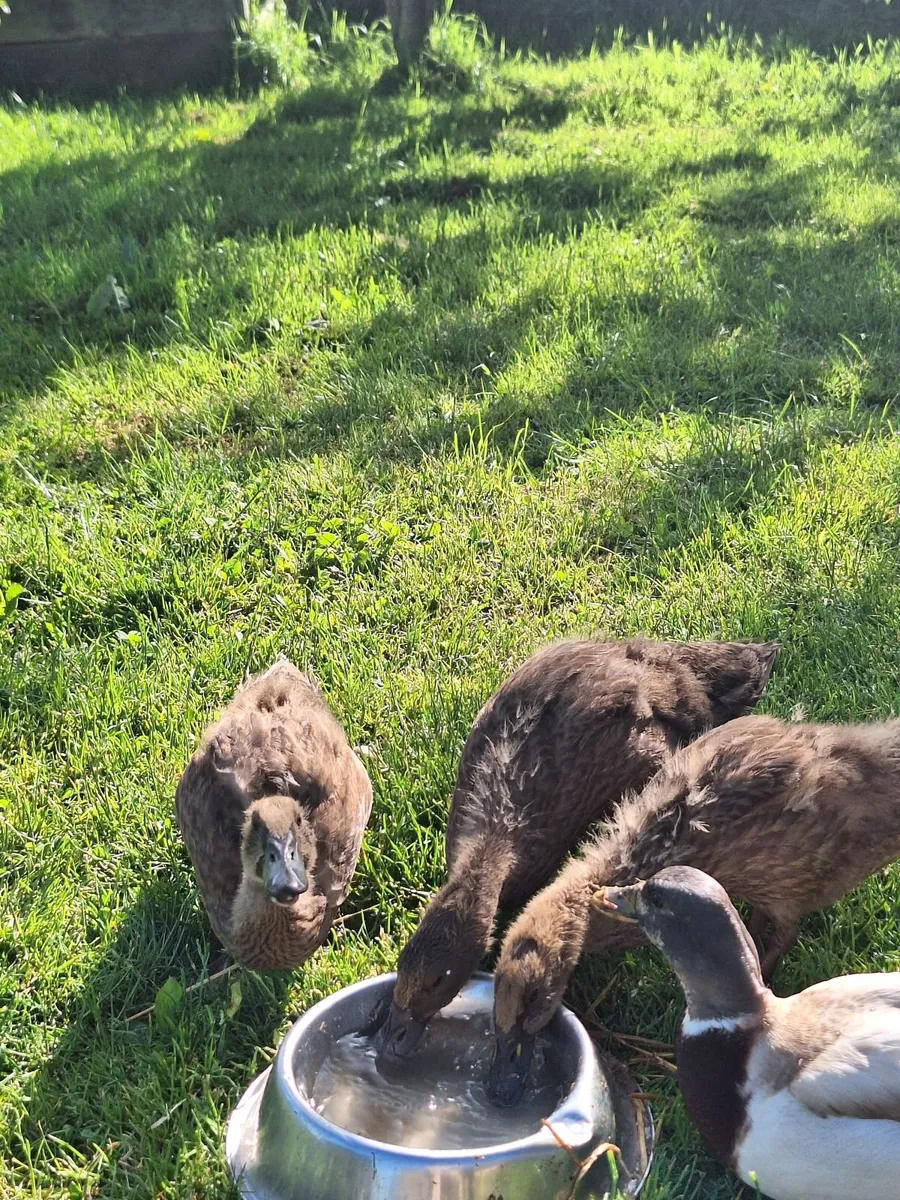 Khaki Campbell Ducklings - Image 3