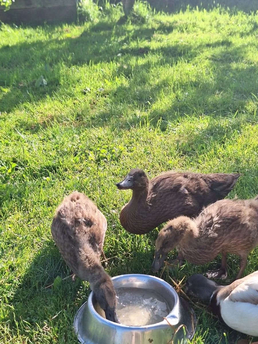 Khaki Campbell Ducklings - Image 4