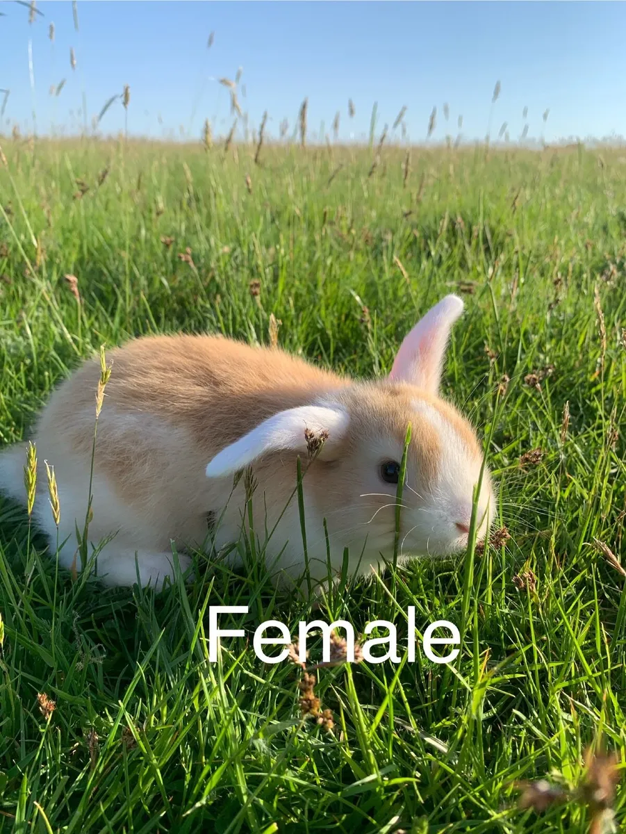 Rabbits and Hutches - Image 1