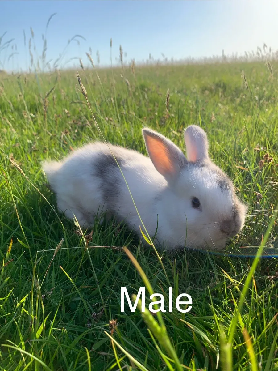 Rabbits and Hutches - Image 2