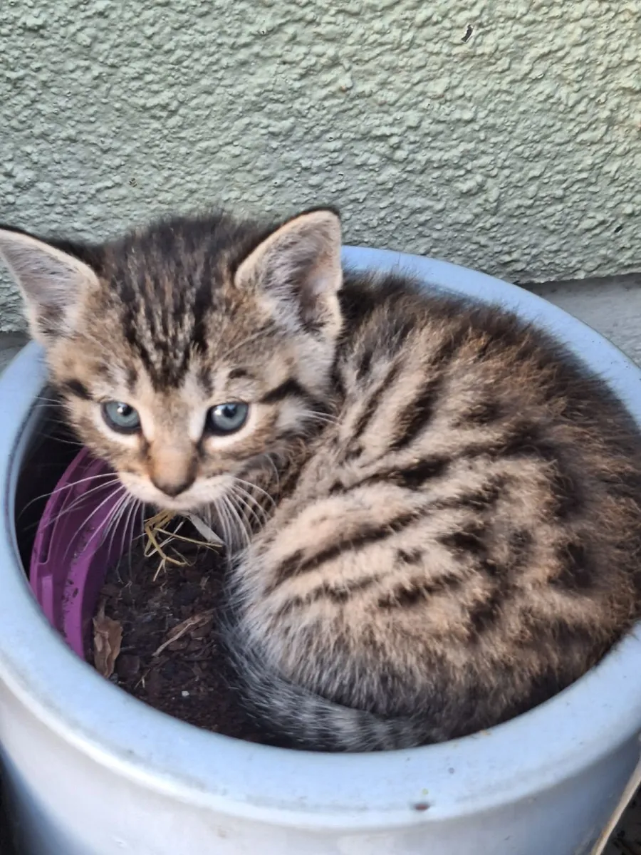 Kittens - Image 3