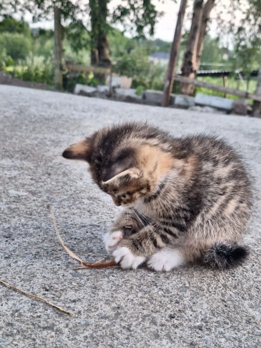 Kittens - Image 1