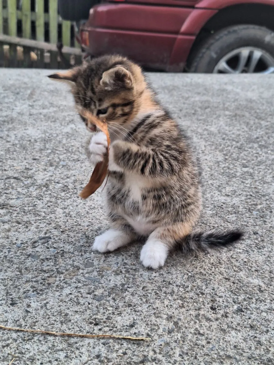 Kittens - Image 2