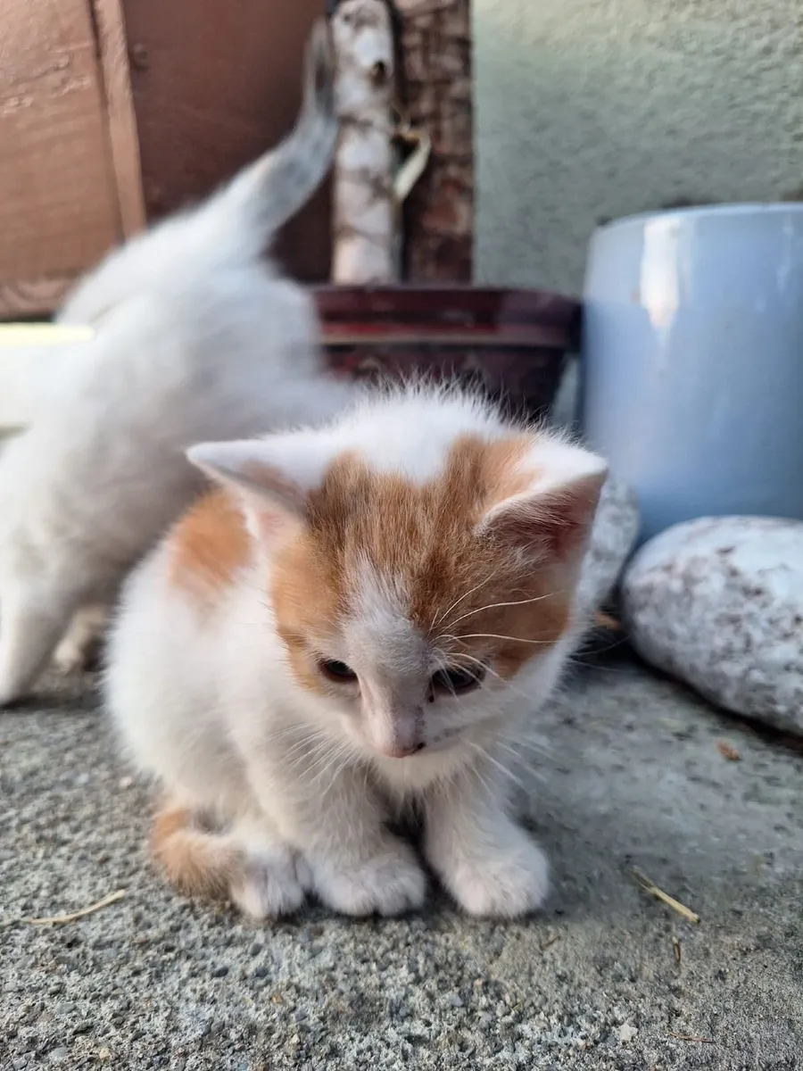 Kittens - Image 4