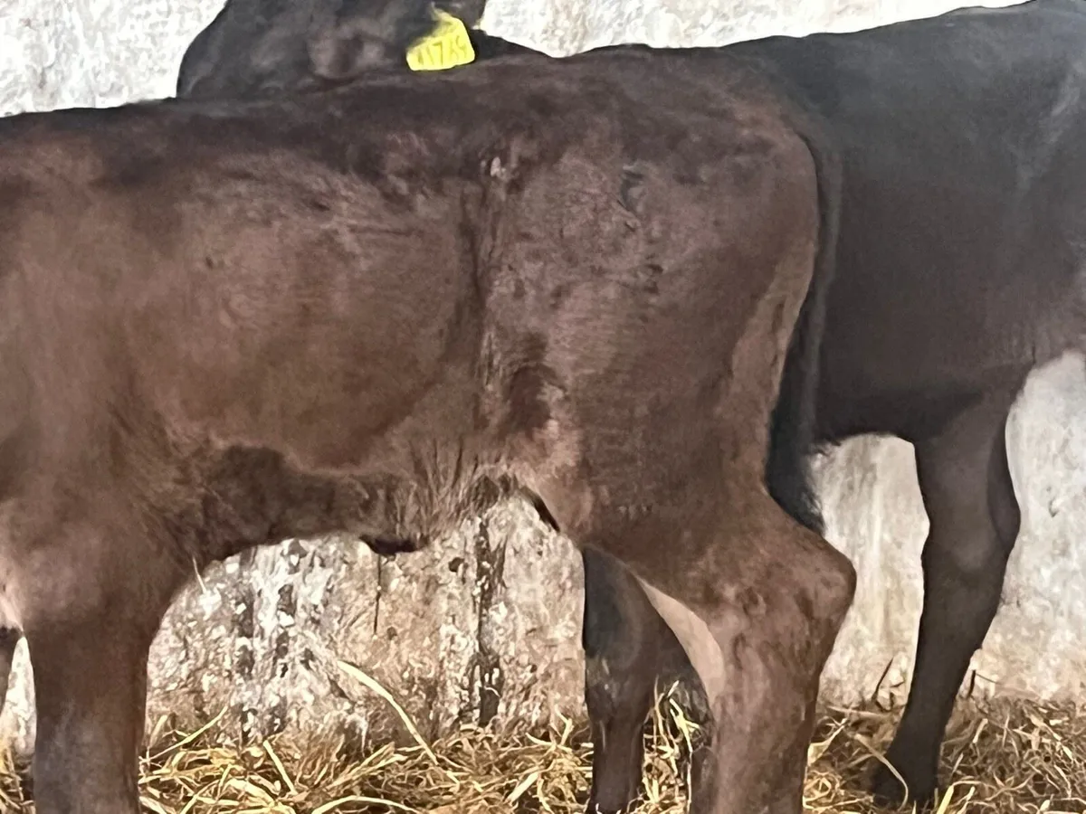 LM Heifers - Image 4