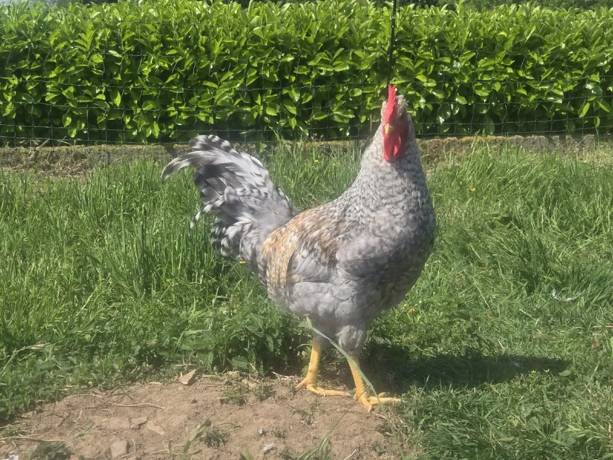 Rooster - Image 1