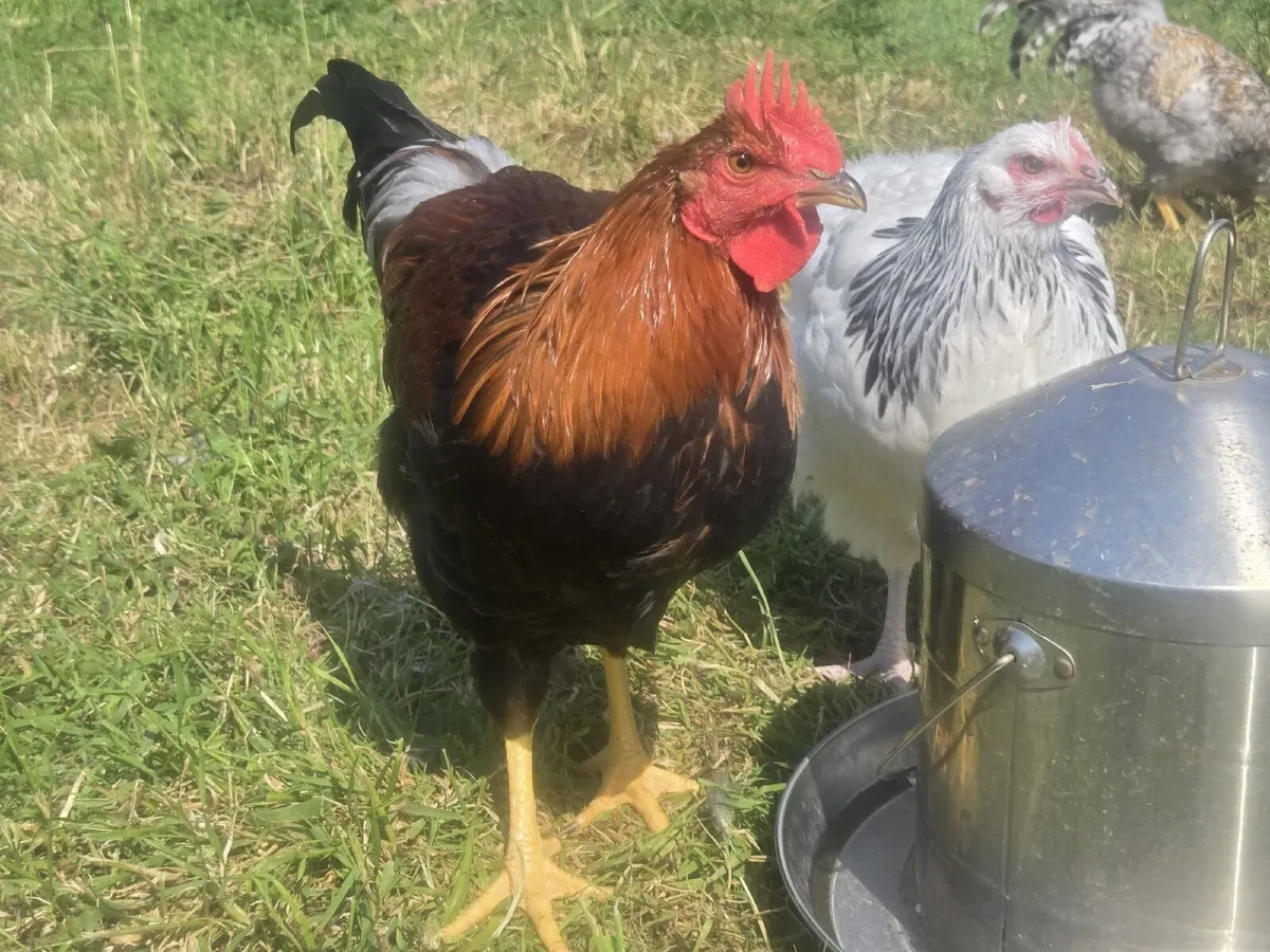 Rooster - Image 3