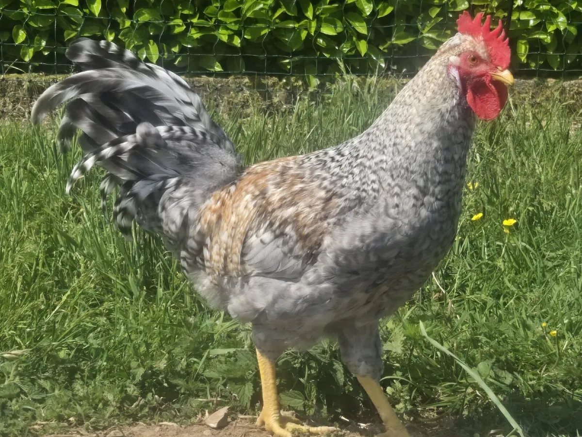 Rooster - Image 2