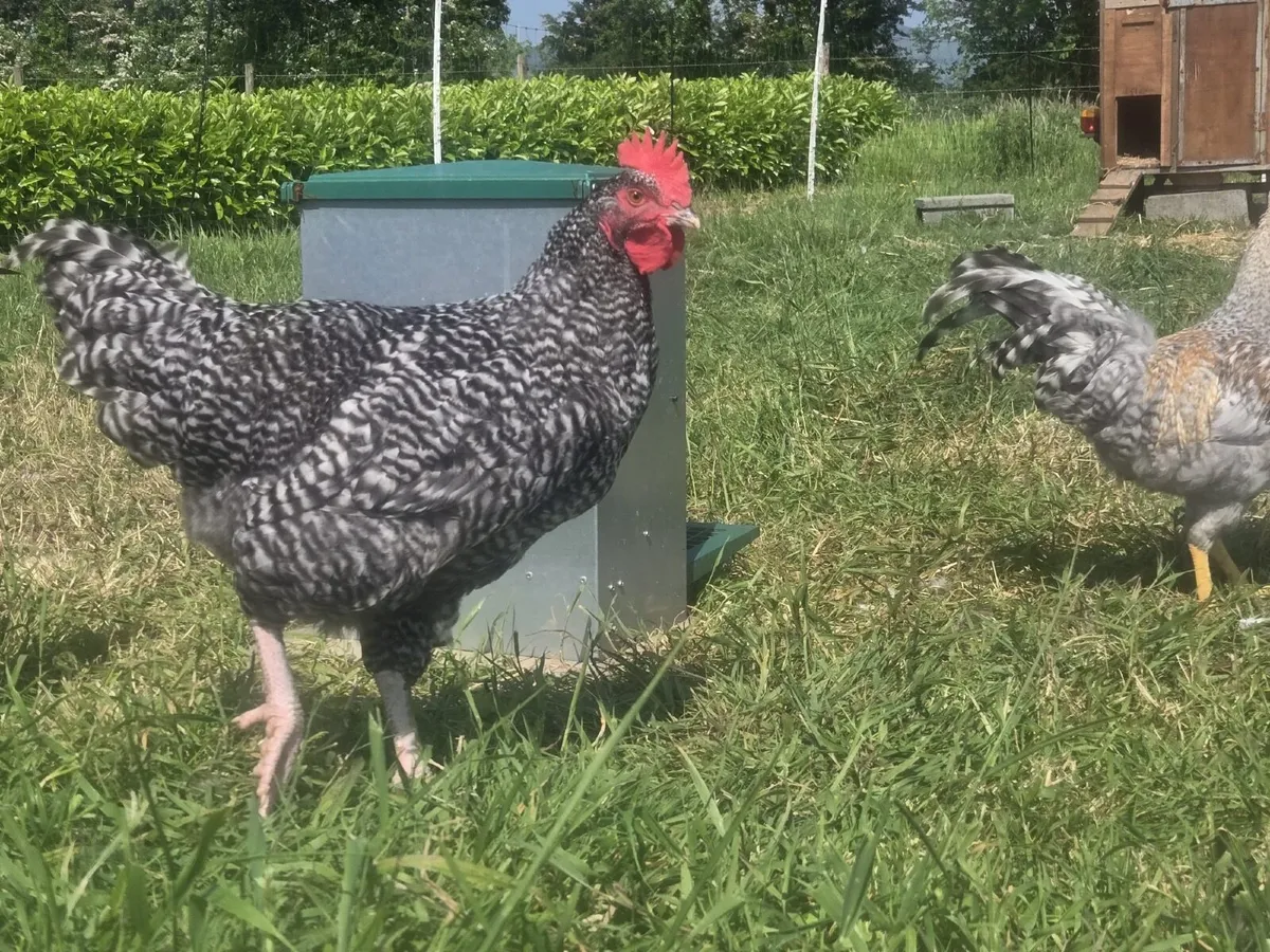 Rooster - Image 4
