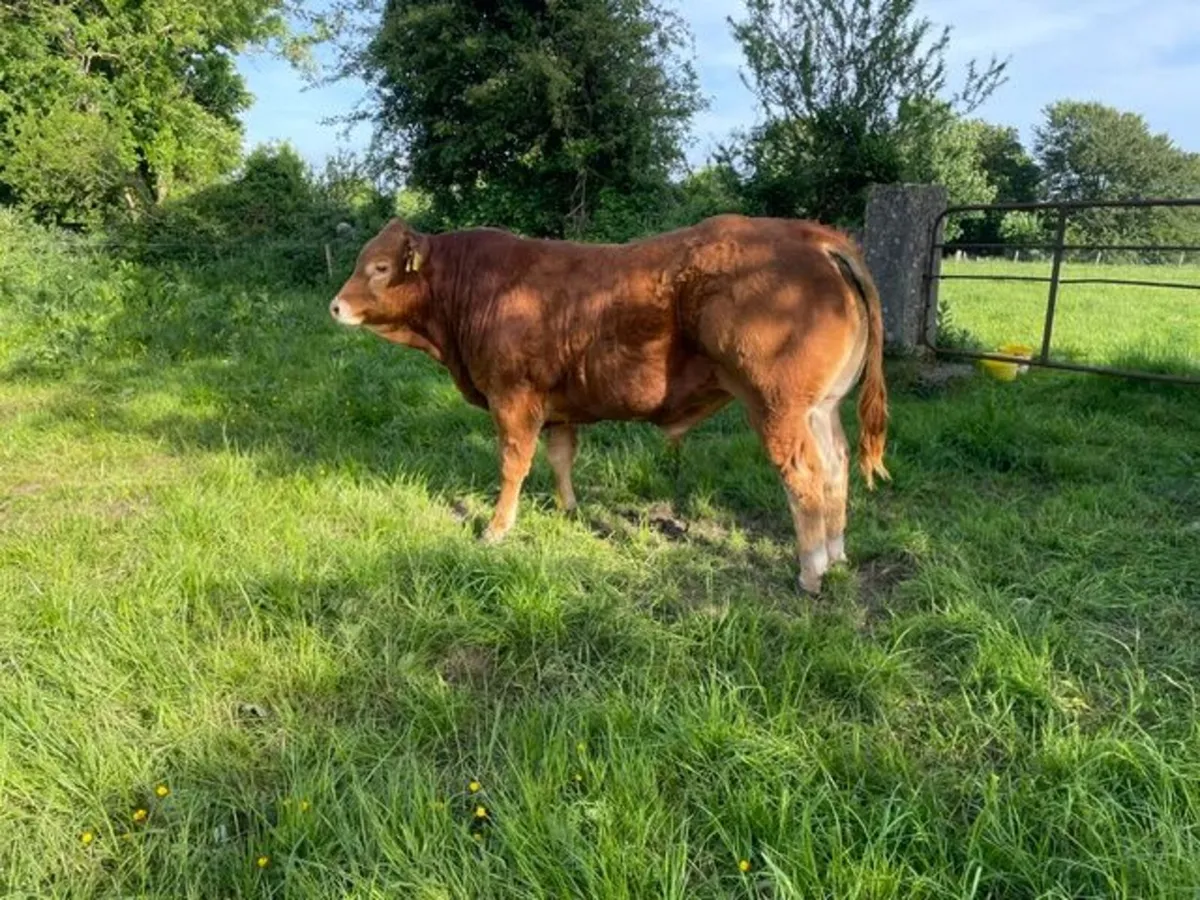 Purebred Registered Limousin Bulls - Image 2