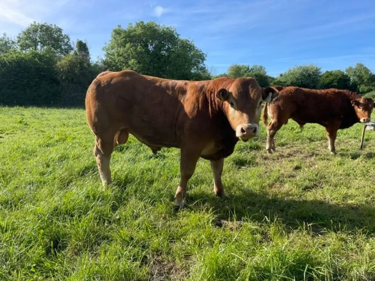 Purebred Registered Limousin Bulls - Image 4