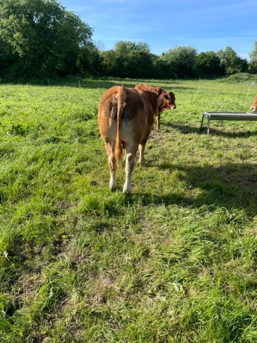 Purebred Registered Limousin Bull - Image 1