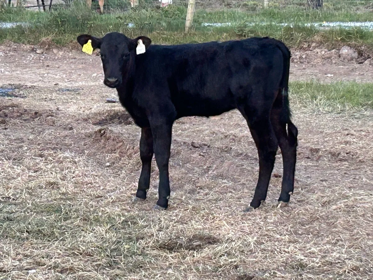 4 super first calved Angus heifers and calf’s - Image 2