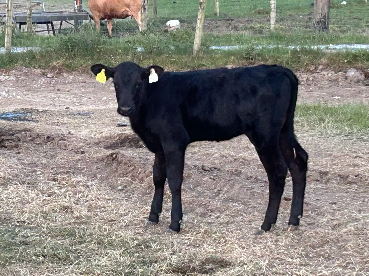 4 super first calved Angus heifers and calf’s - Image 3
