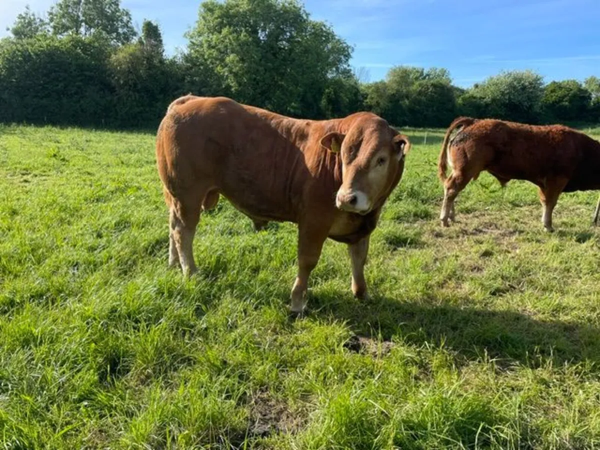 Purebred Registered Limousin Bulls - Image 3
