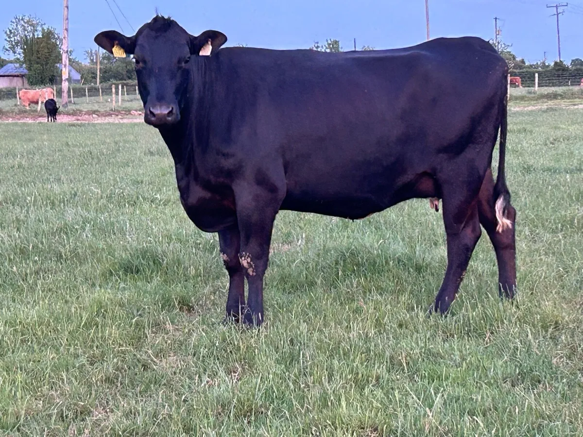 4 super first calved Angus heifers and calf’s - Image 1