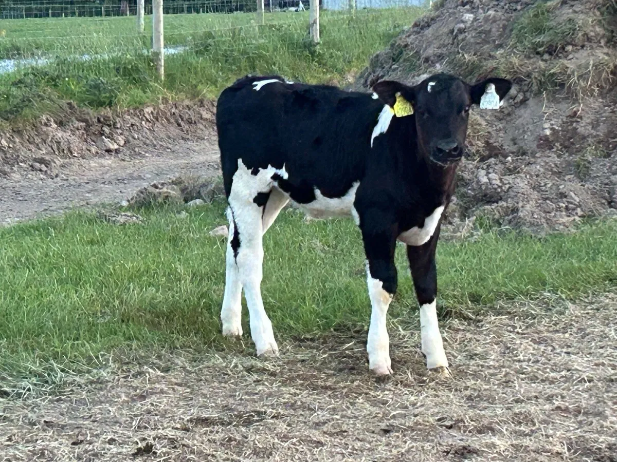 4 super first calved Angus heifers and calf’s - Image 4