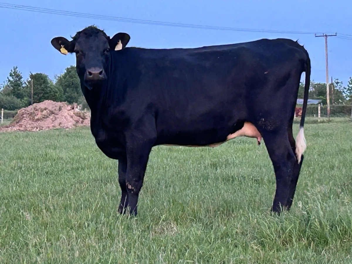 4 super first calved Angus heifers and calf’s - Image 4