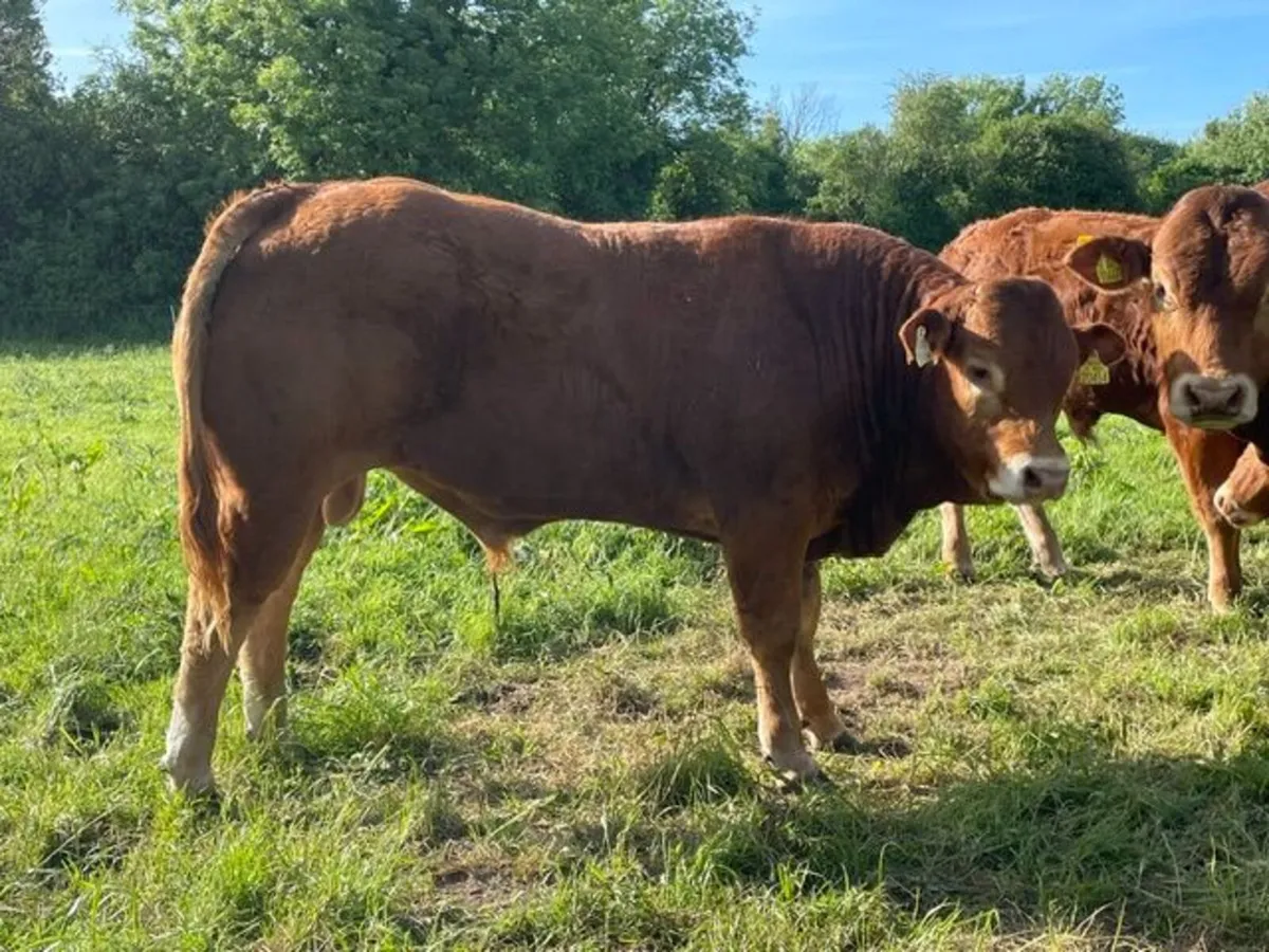 Purebred Registered Limousin Bulls - Image 1