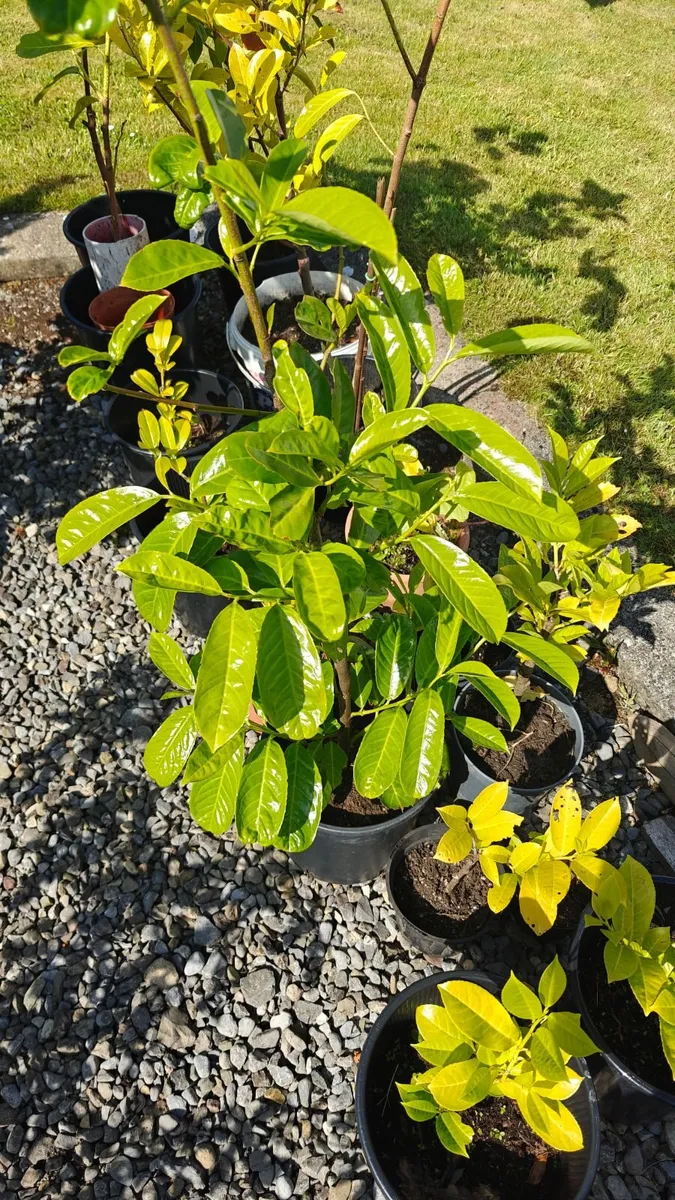 Green House Clearance Oak trees Cherry laraul - Image 4