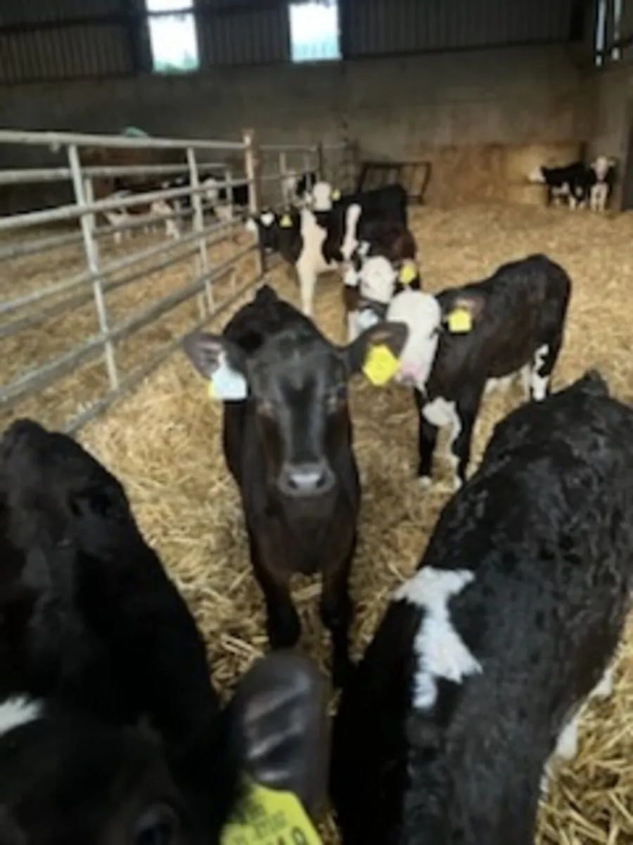 Hereford and Angus Calves - Image 1