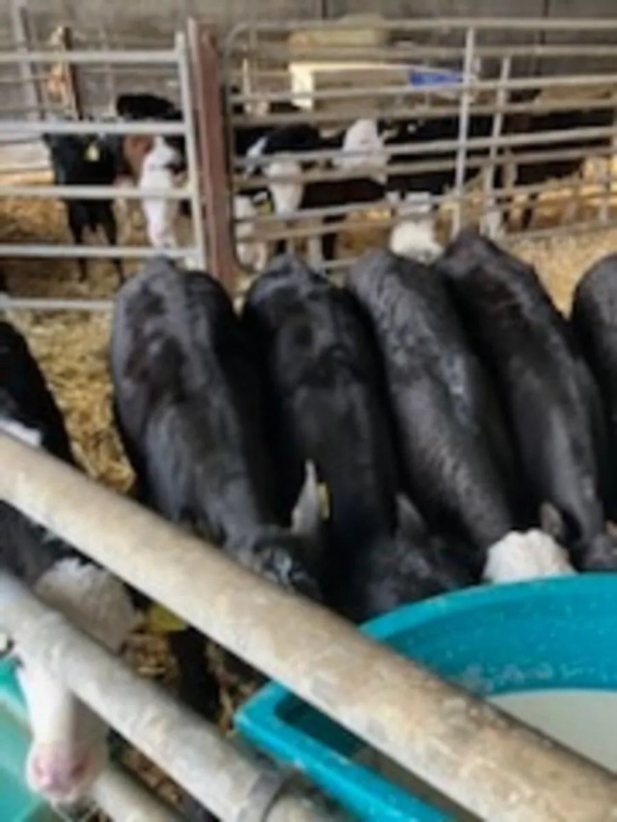 Hereford and Angus Calves - Image 4