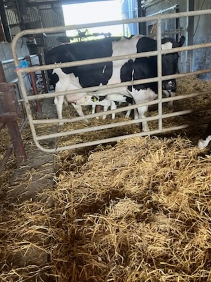 Foster Cows - Image 1