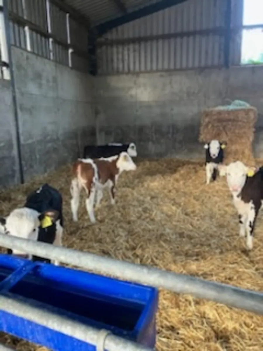 Hereford and Angus Calves - Image 2