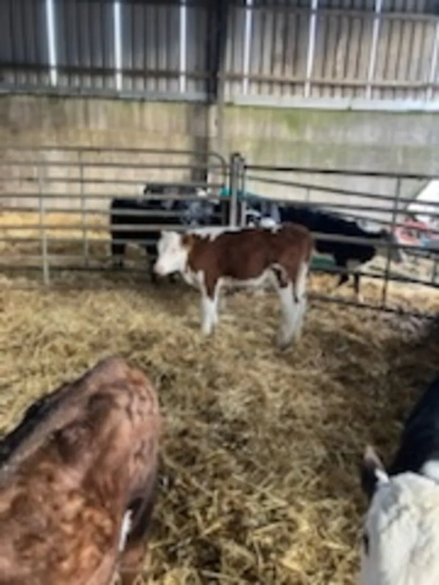 Hereford and Angus Calves - Image 3