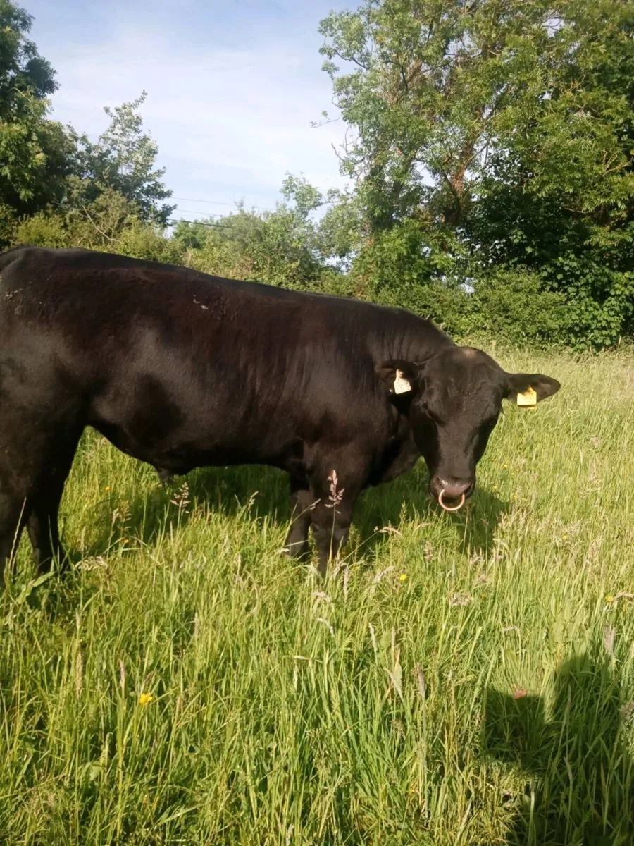 Aberdeen Angus Bull - Image 3
