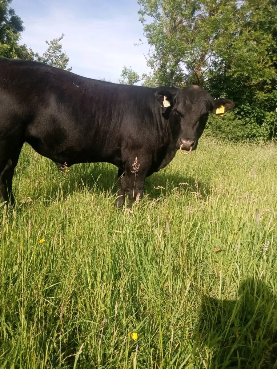 Aberdeen Angus Bull - Image 4