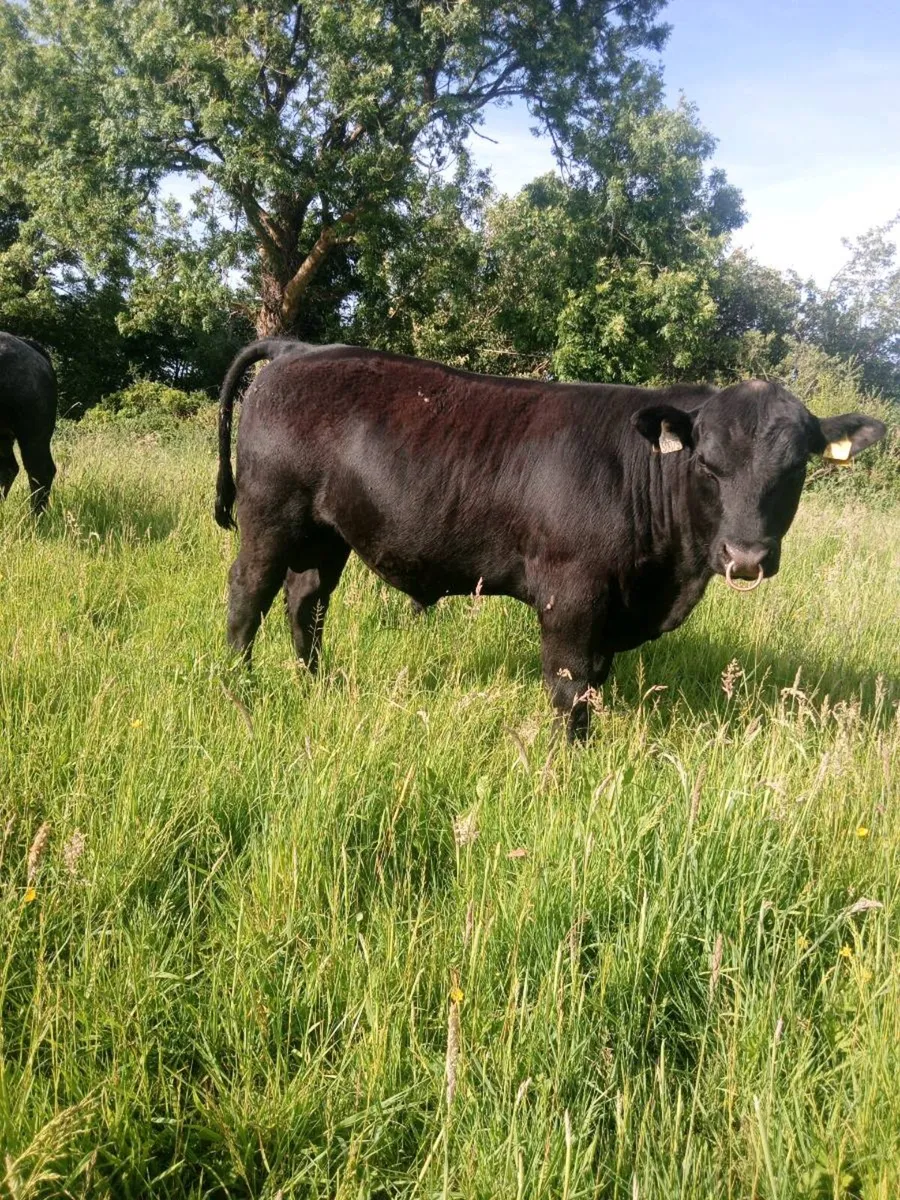 Aberdeen Angus Bull - Image 1