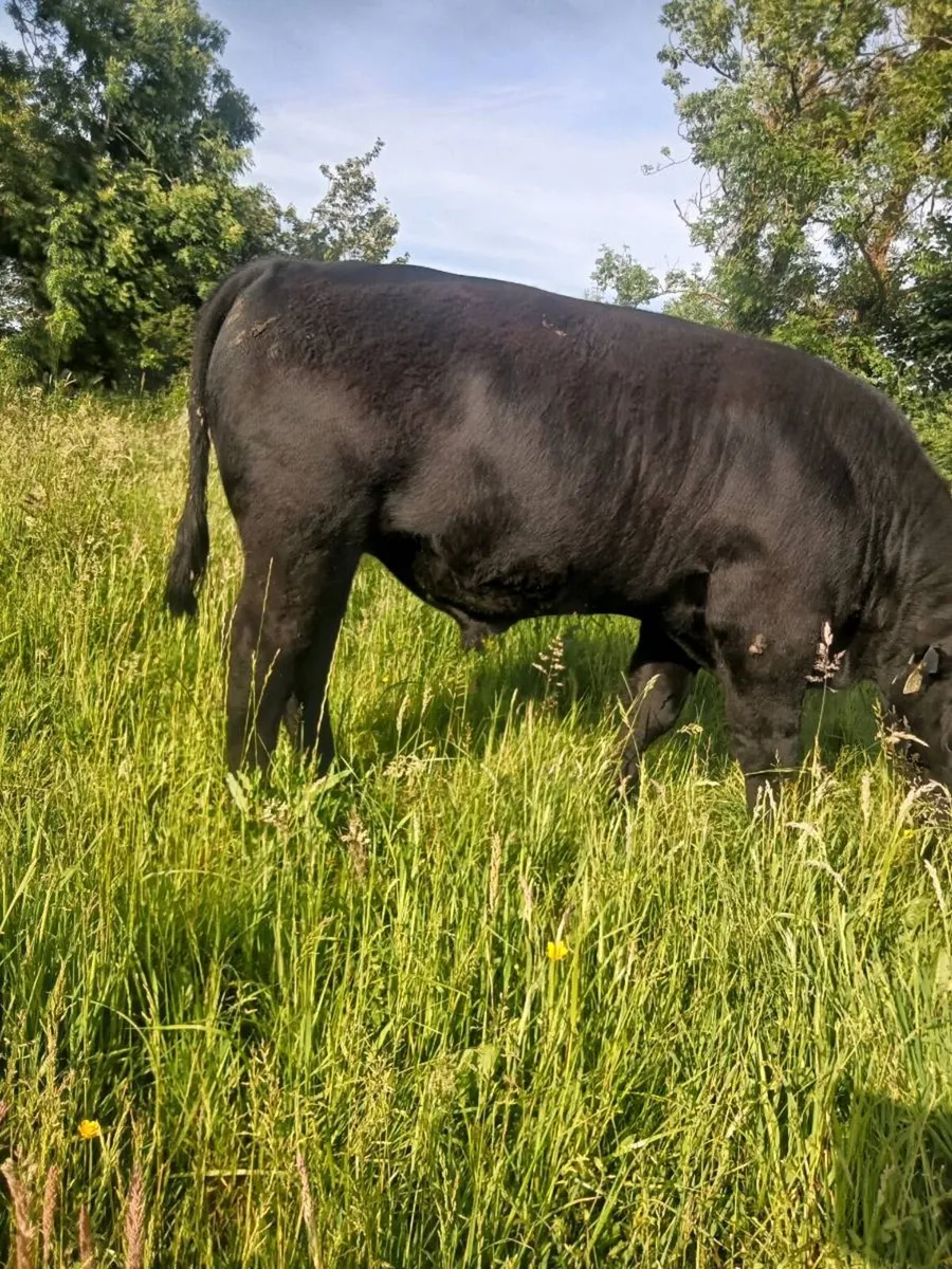 Aberdeen Angus Bull - Image 2