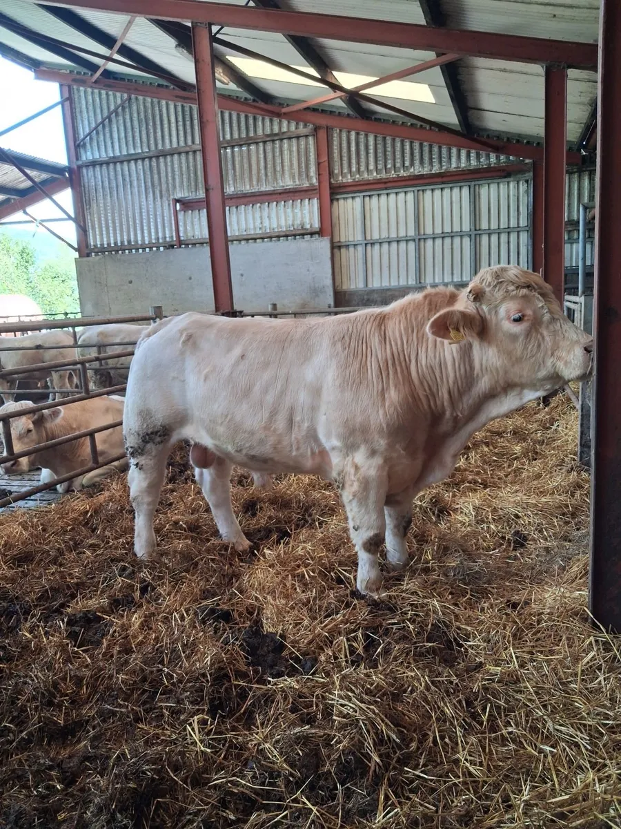 Charolais bull - Image 1