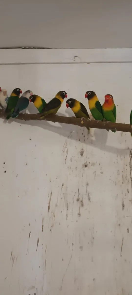 Lovebirds for sale - Image 2