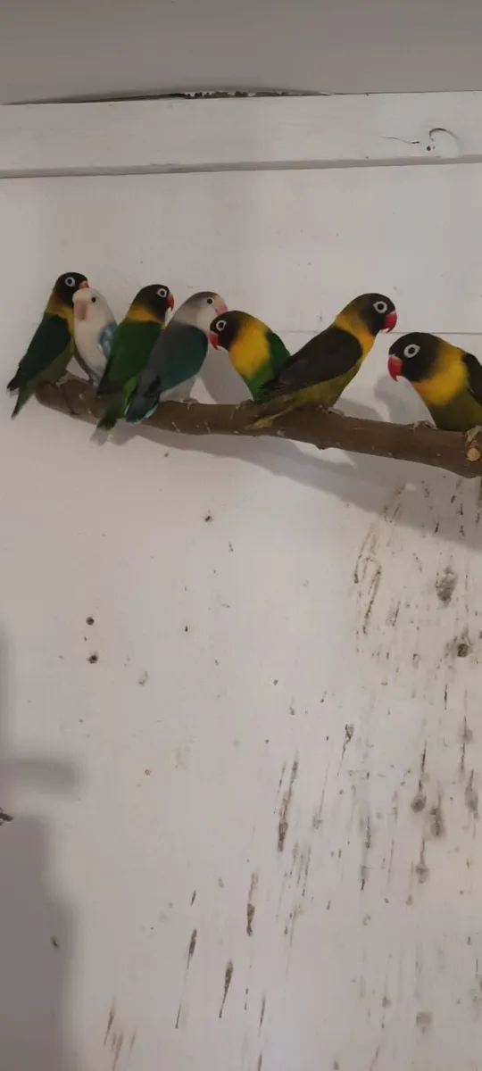 Lovebirds for sale - Image 3